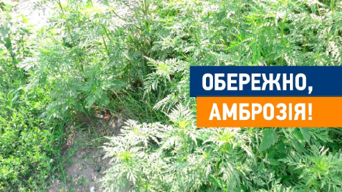 Обережно – амброзія!