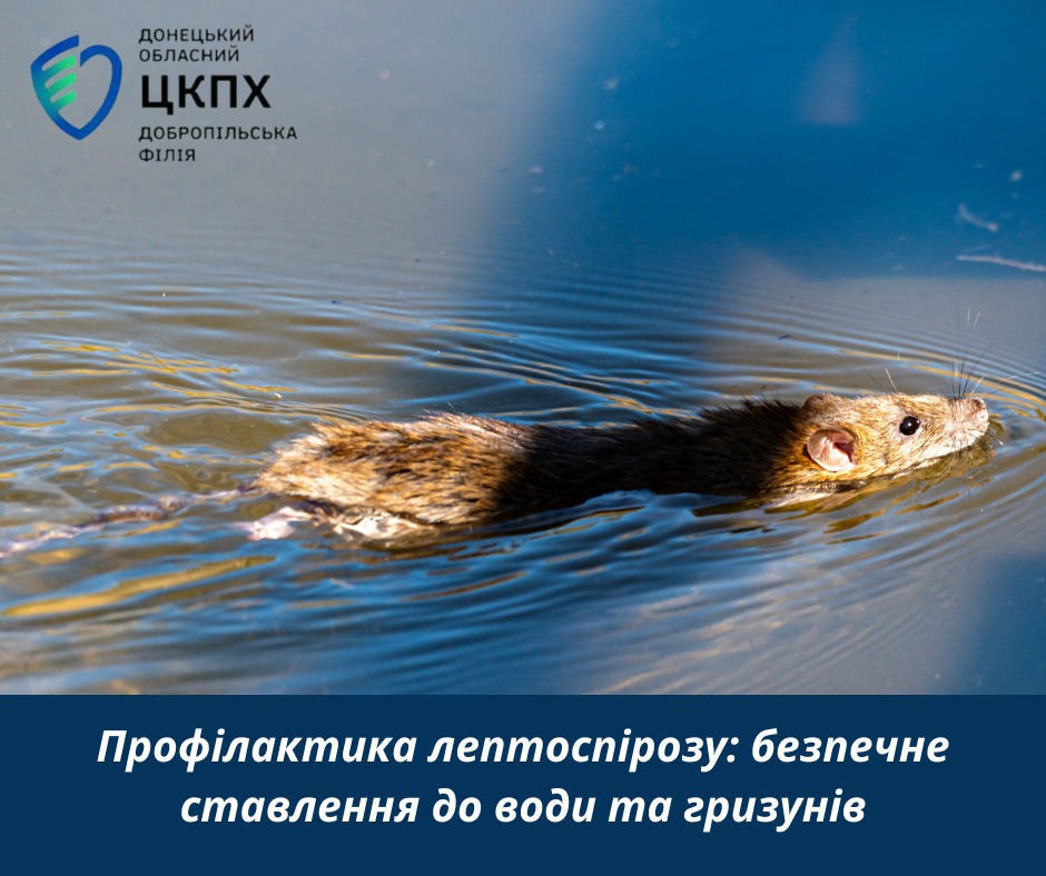 Профілактика лептоспірозу: безпечне ставлення до води та гризунів