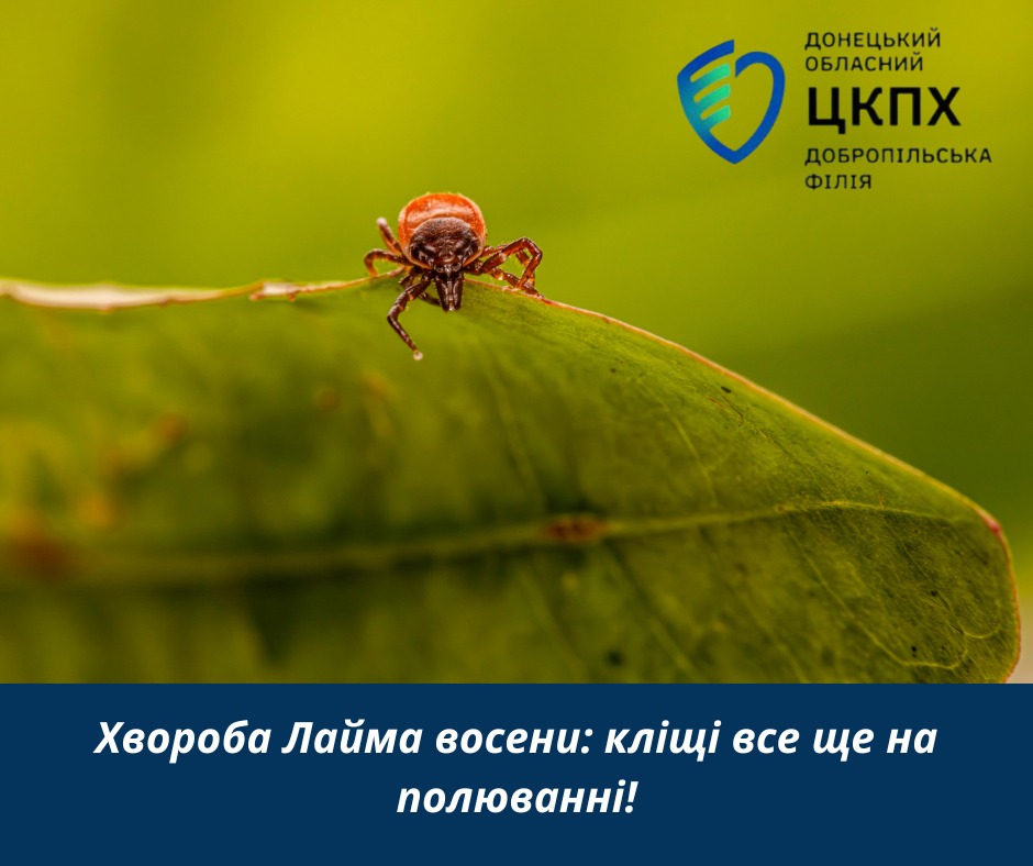 Хвороба Лайма восени: кліщі все ще на полюванні!