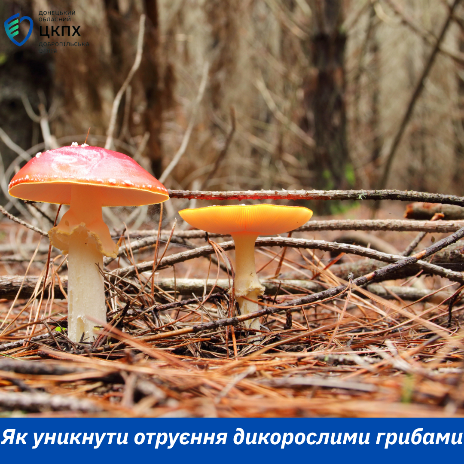 Як уникнути отруєння дикорослими грибами