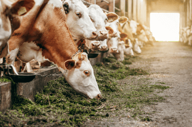 Інформація по тваринництву  за 5 місяців 2020 року по сільськогосподарських підприємствах Покровського району