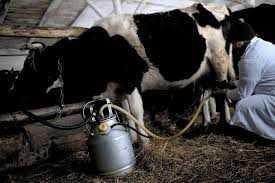 Часткове відшкодування вартості  придбаних установок індивідуального доїння молока у 2020 році