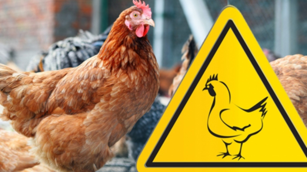 ОБЕРЕЖНО!!! ГРИП ПТИЦІ!