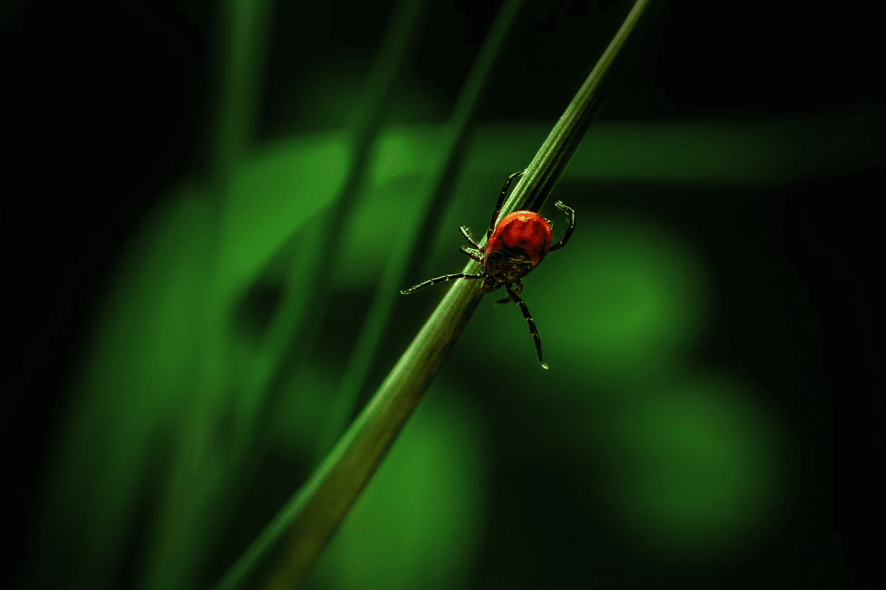Небезпека у вигляді кліщів